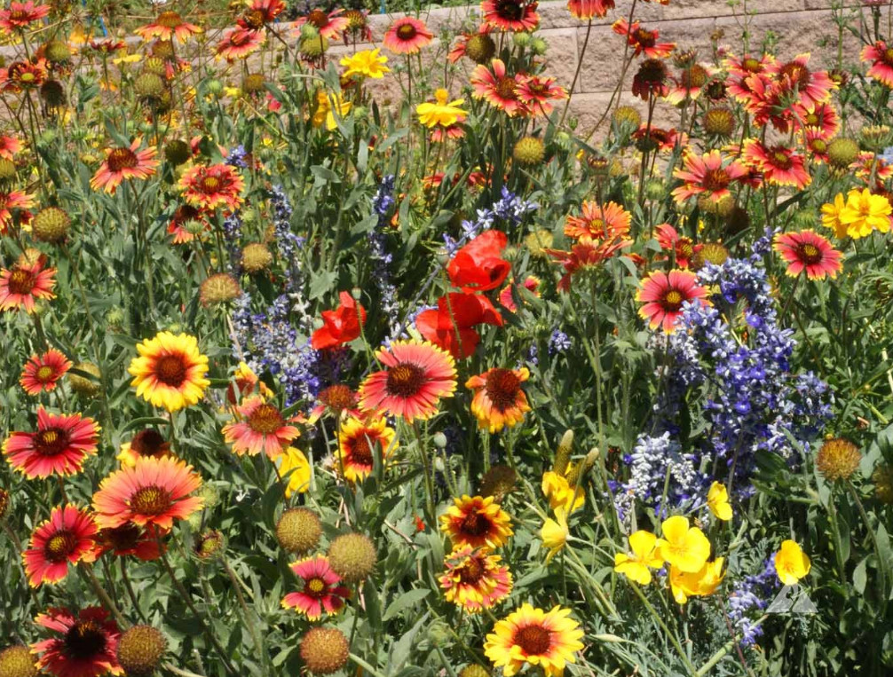 Landscaper’s DRY AREA BLEND Wildflower Mix w/Perennials Non-GMO 5000 Seeds!
