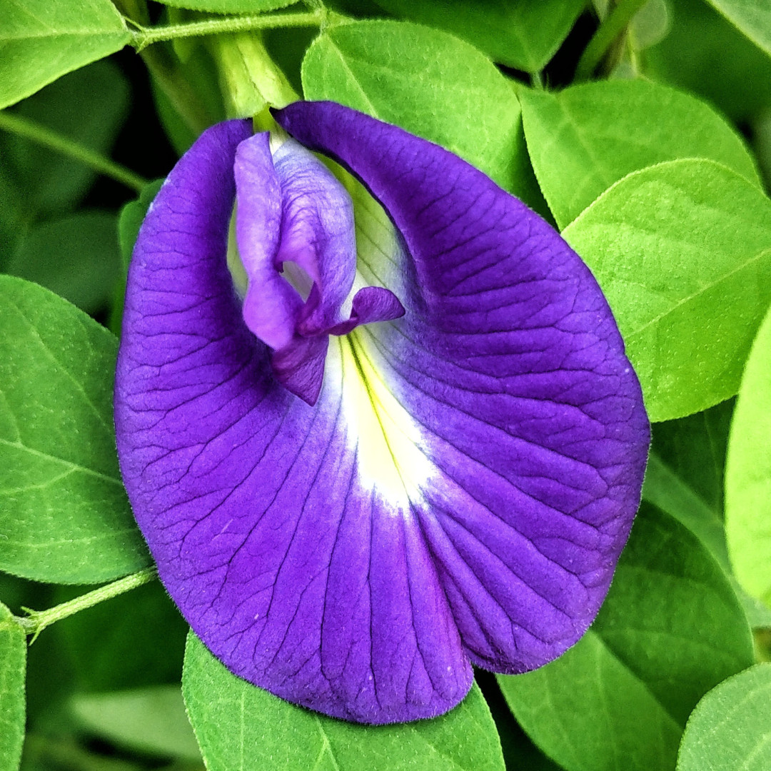 Fresh Butterfly Pea Seeds | Flower | Heirloom Non-GMO | Asian Flower Seeds