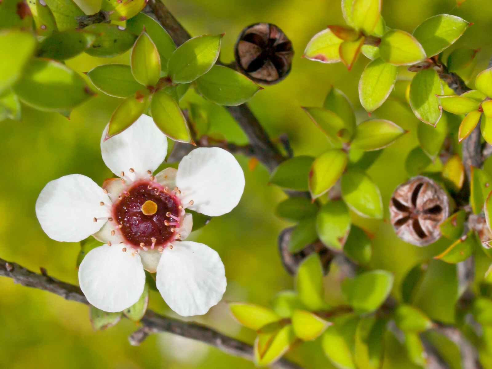 100+ Manuka Tea Tree Seeds – Medicinal Tea Bush, Honey, New Zealand, USA SELLER