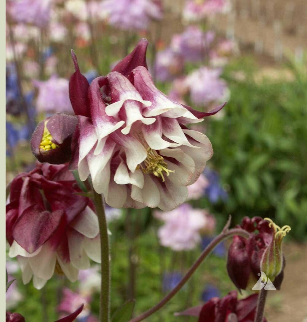 Columbine DWARF MIX Granny’s Bonnet Perennial Fall Planting Non-GMO 500 Seeds!