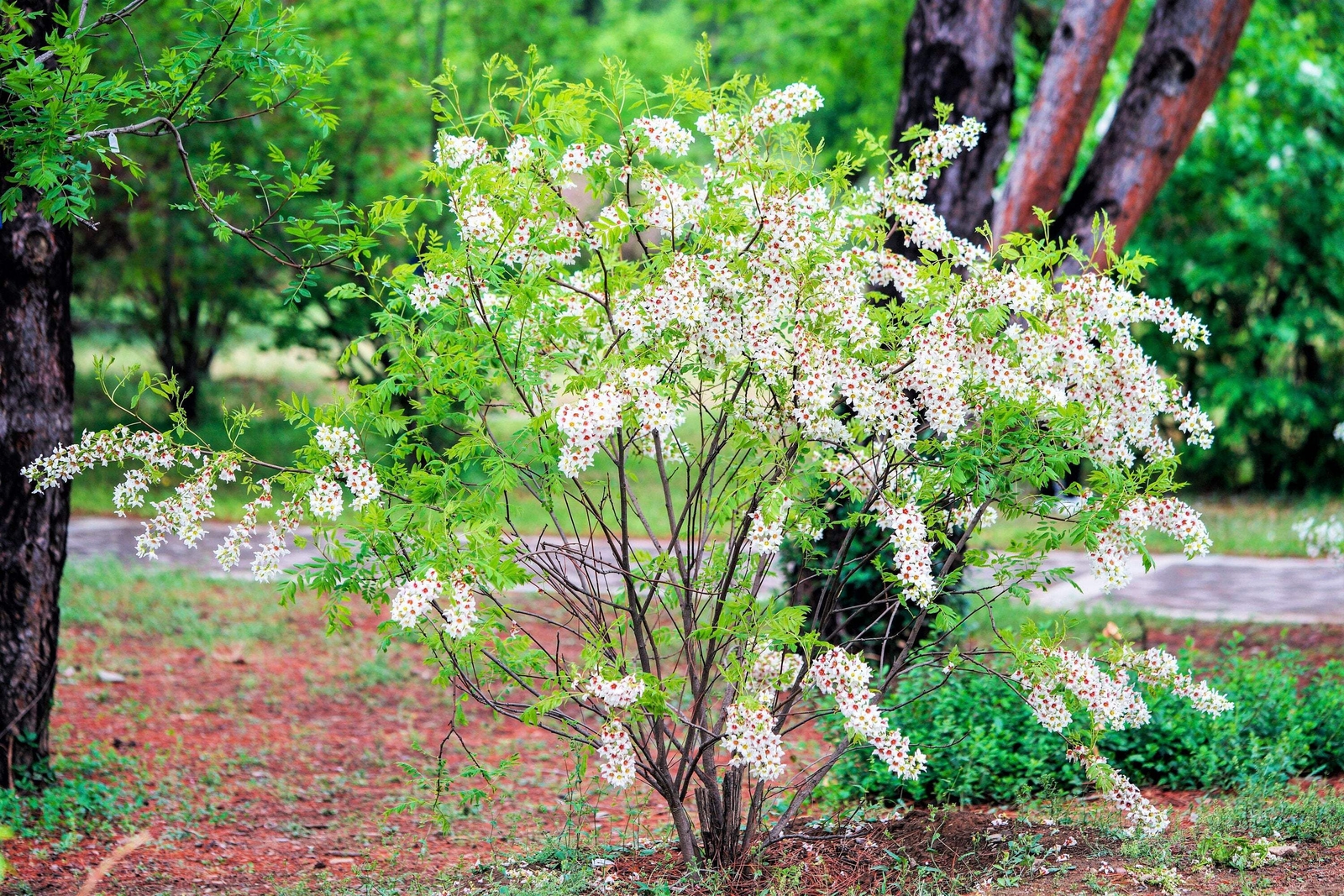 5 YELLOWHORN TREE Xanthoceras Sorbifolium White Yellow Red Fragrant Flower Seeds