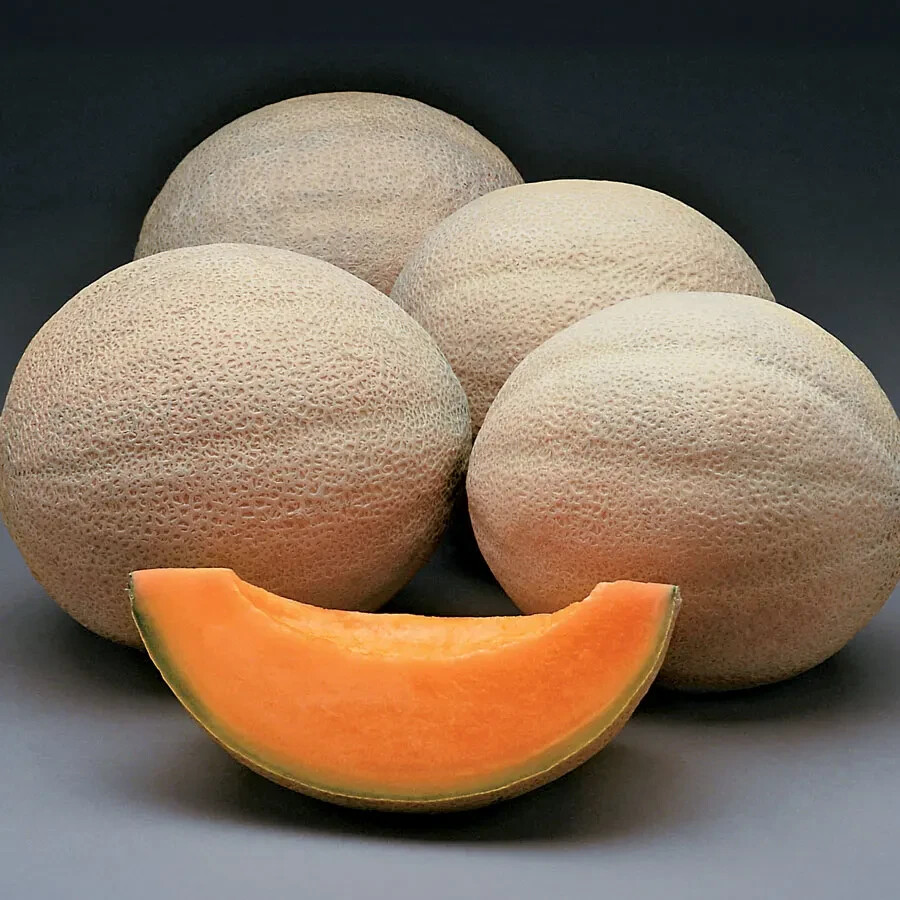 35 HONEY ROCK CANTALOUPE MELON SEEDS ~ heirloomseedguy ~ USA ~ 2026