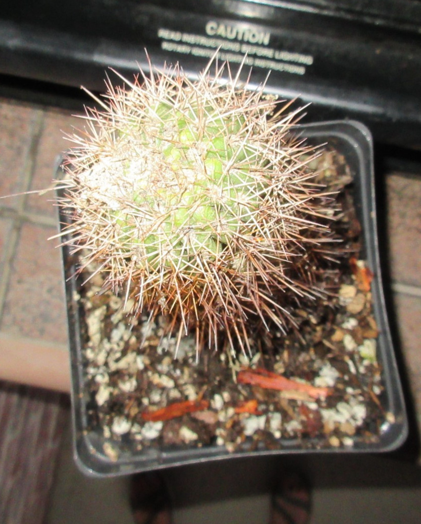 Echinopsis Hybrid ‘Lemon’ Yellow Cactus 6″