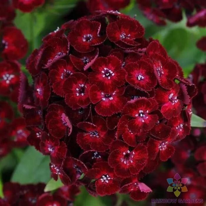 200+ Crimson Sweet William Carnation Seeds for Garden – USA – FREE SHIPPING!