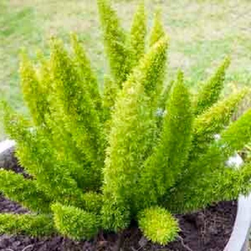 Asperagus densiflorus Foxtail Fern Meyersii 6 seeds