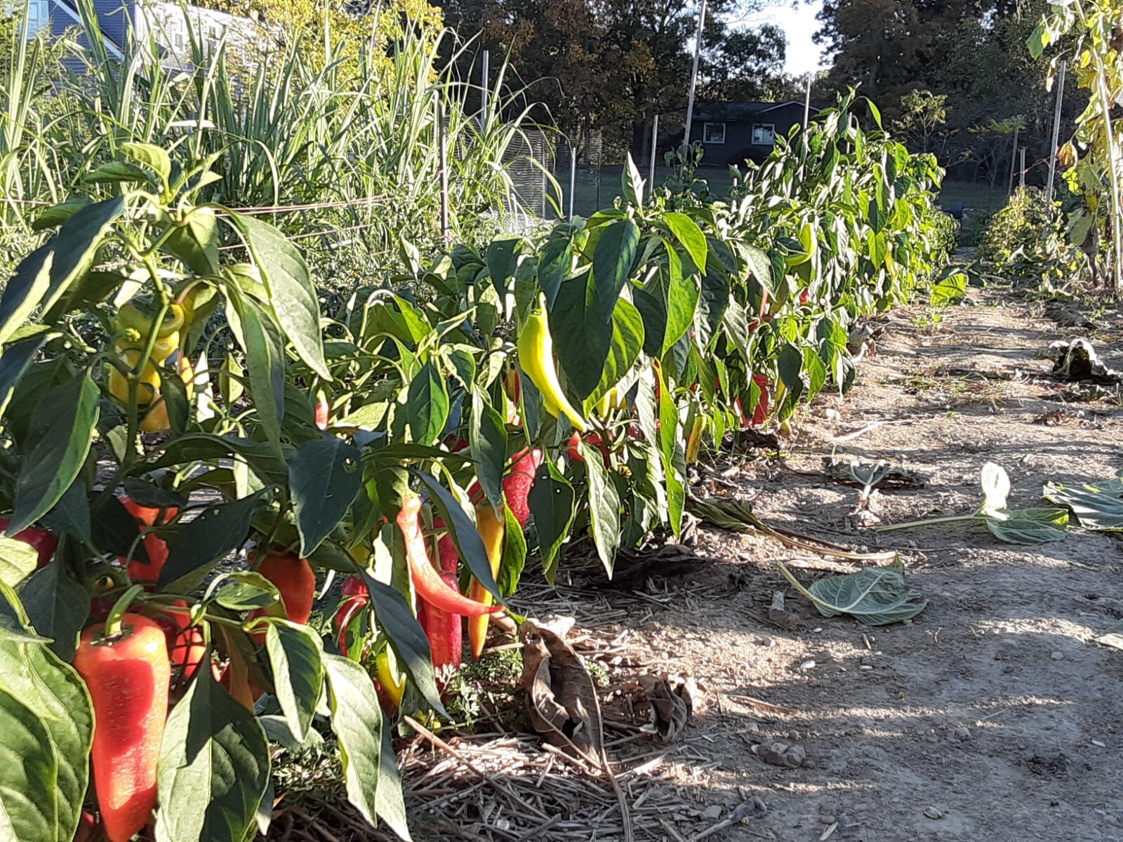 “Motown Magic” Hot Chili Pepper Seeds x30 MIX – Michigan Grown! Organic, Non-GMO