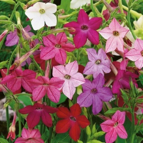 Jasmine Tobacco Seeds Sensation Mix (Nicotiana alata) Heirloom Fragrant Flowers