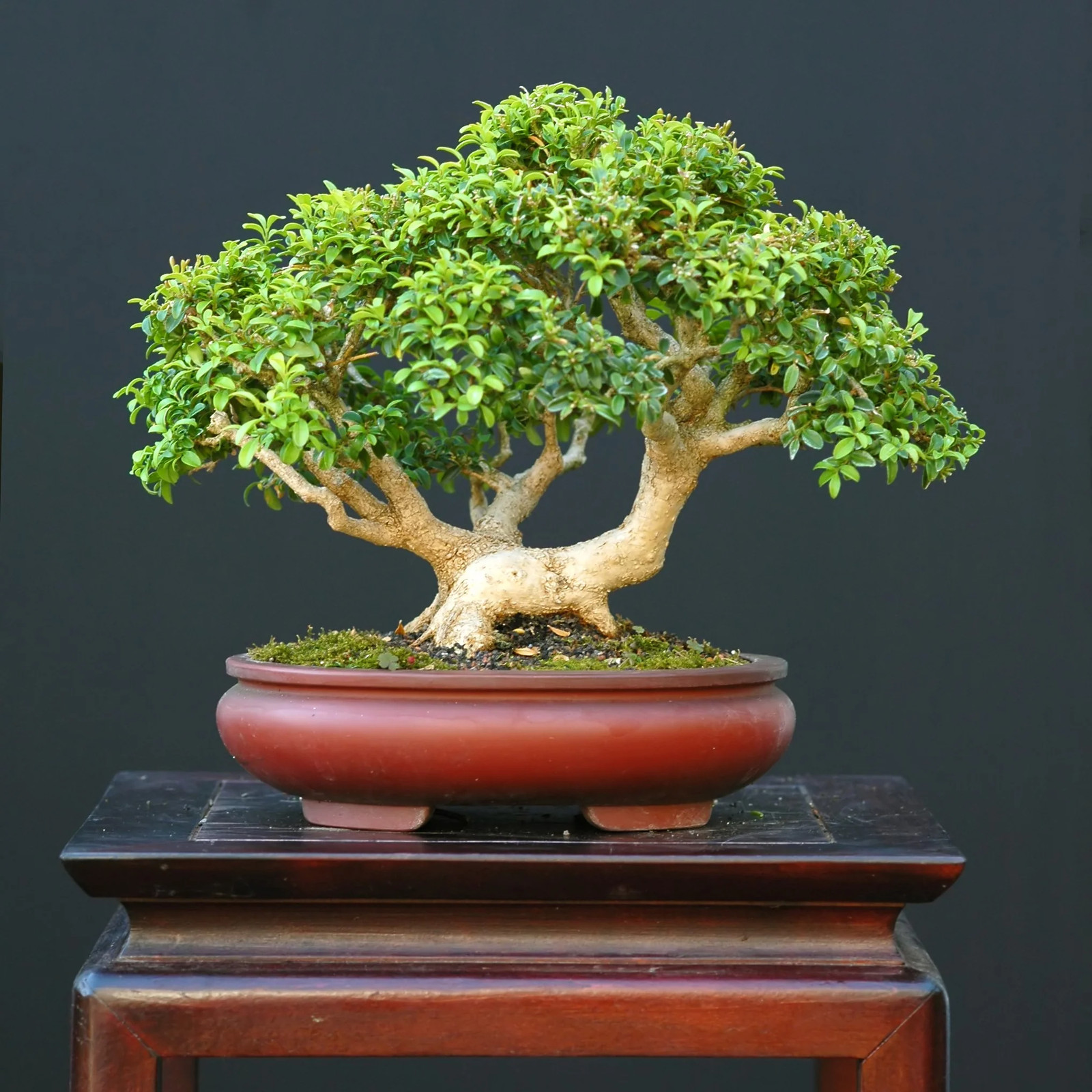 40 LITTLELEAF BOXWOOD Korean Buxus Microphylla Koreana Shrub Seeds