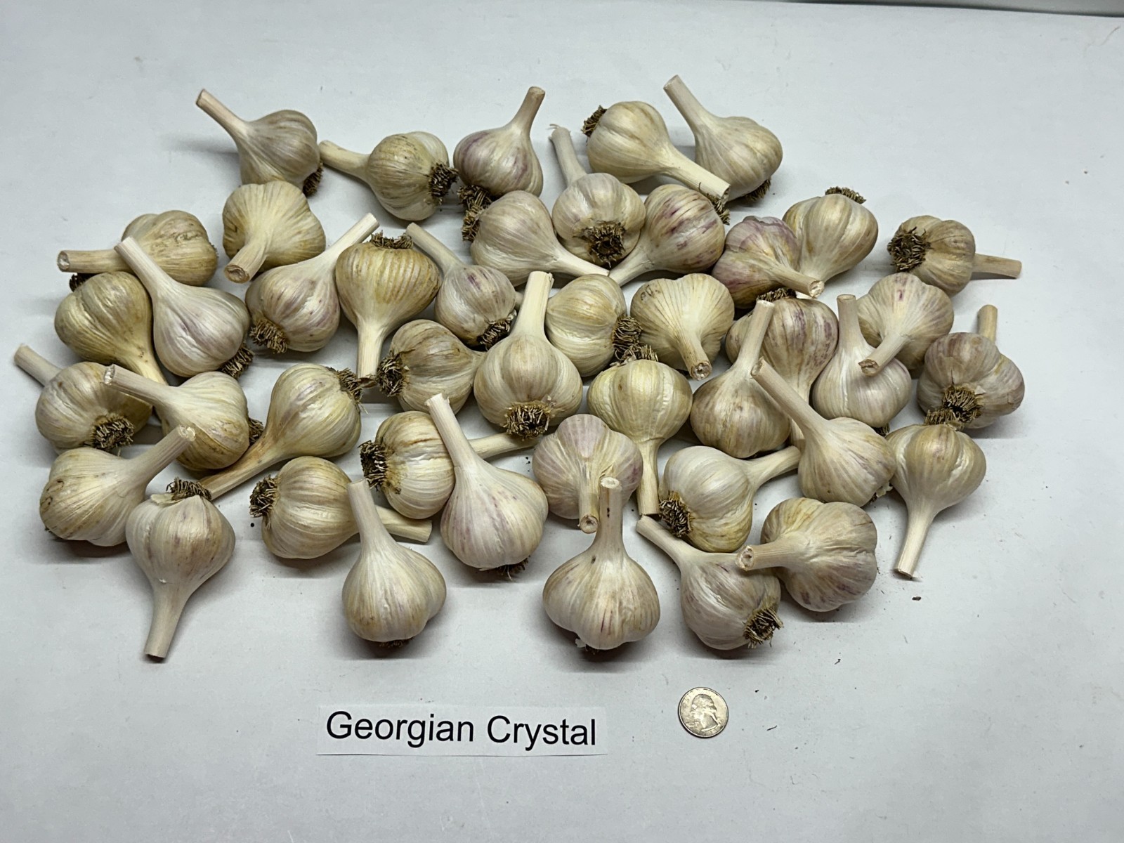 5lb Seed Garlic Large Bulbs “Georgian Crystal” Hardneck Porcelain, Zones 2-8