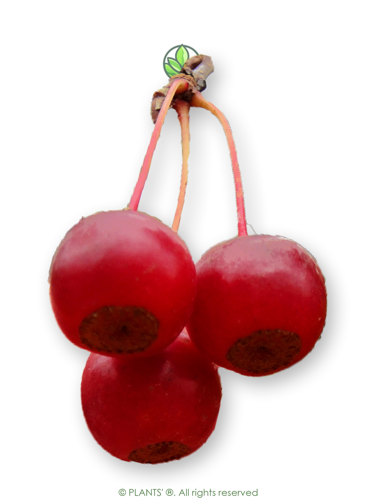 Sargent’s Crabapple | Premium Seeds | Malus sargentii ‘Fruit’ | Plants’®