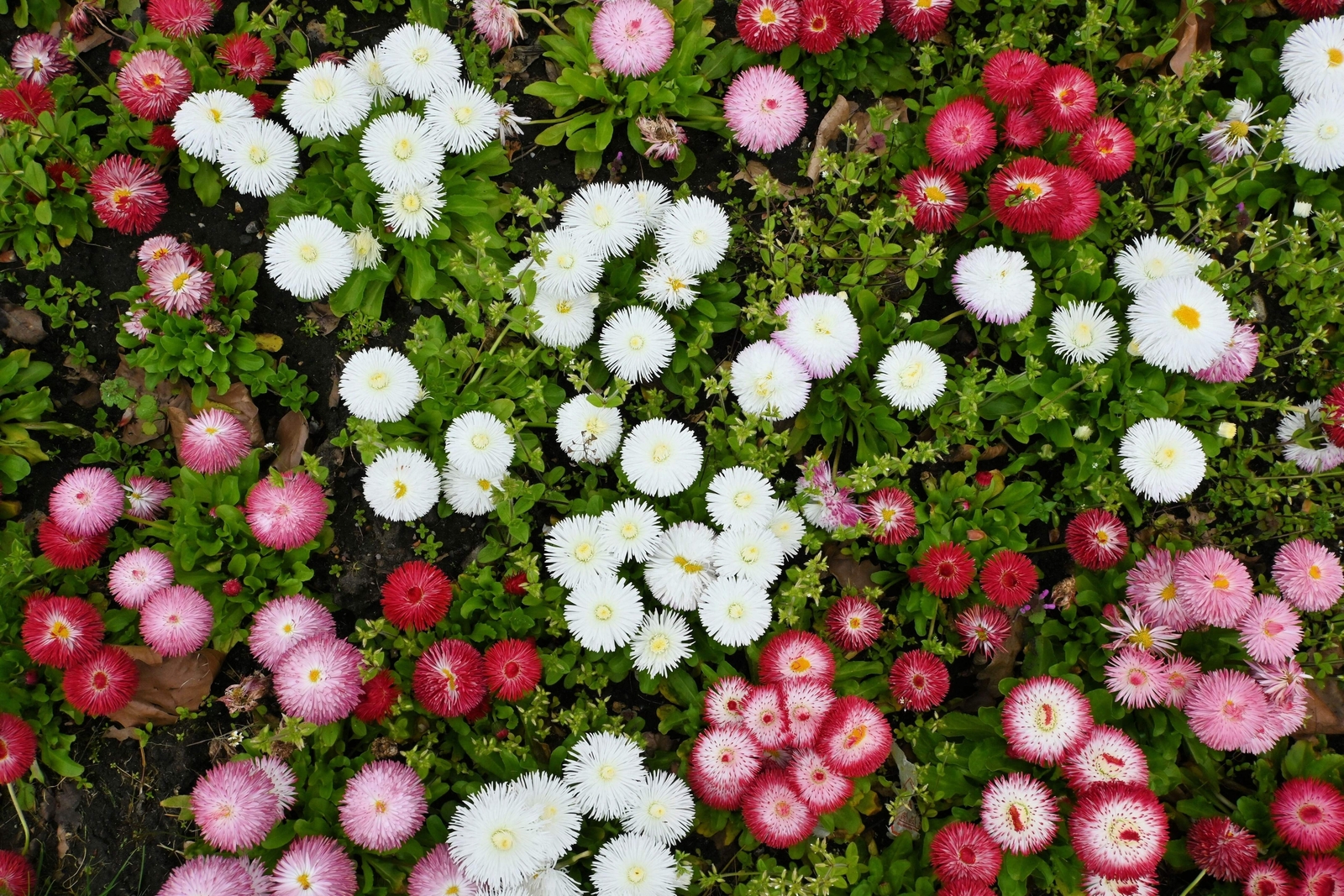 100 MIXED Colors ENGLISH DAISY Bellis Perennis Flower Seeds