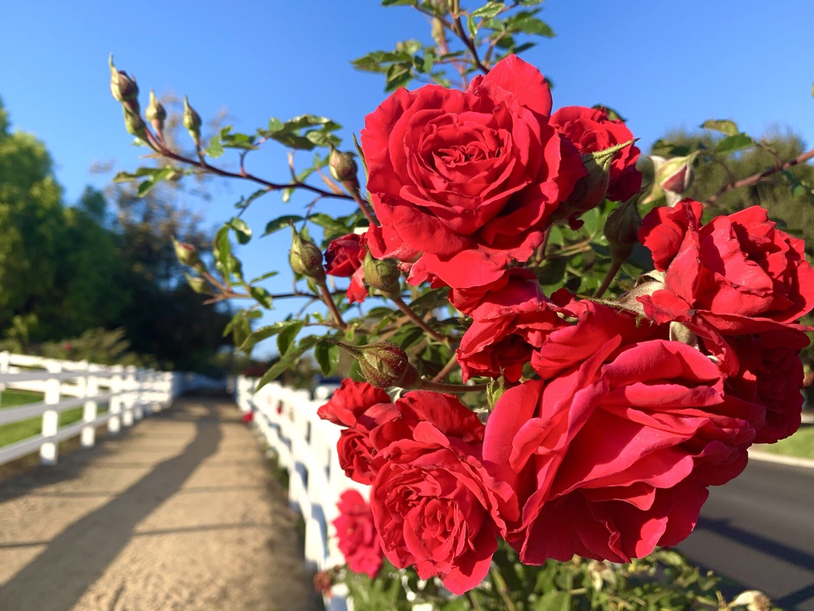 Fragrant Red Rose Bushes – 15 Seeds 2023 – USA