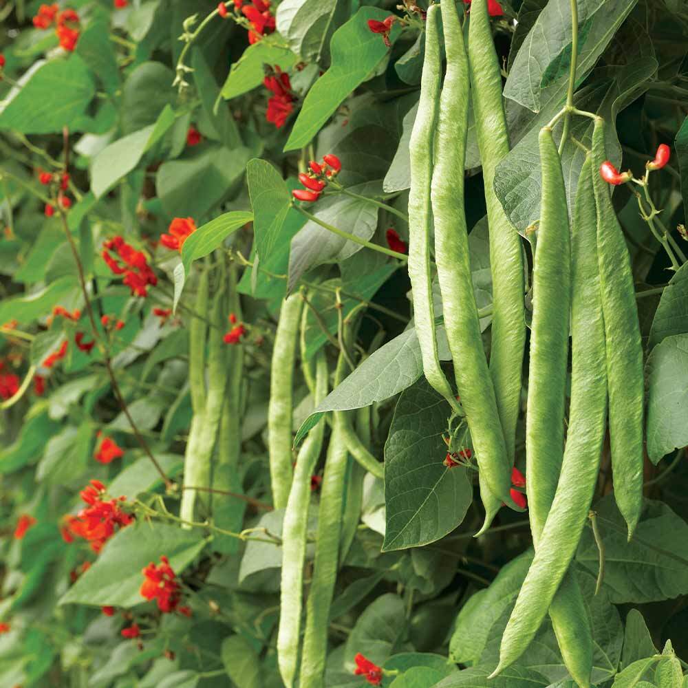 Scarlet Runner Beans, Non GMO – Heirloom, EDIBLE & ORNAMENTAL, AWESOME RED COLOR