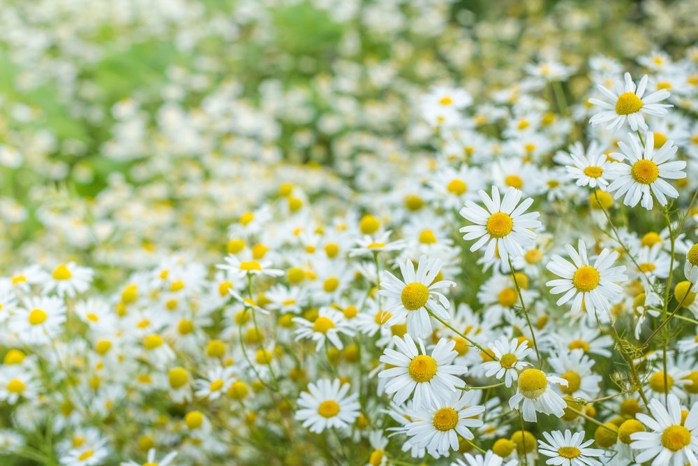 Roman Chamomile Seeds, Ground Cover Teas & Medicine, NON-GMO, Variety Sizes Sold