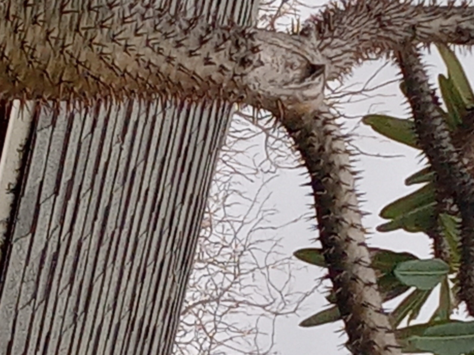 RARE (Pachypodium geayi) MADAGASCAR PALM TREE 12 feet tall