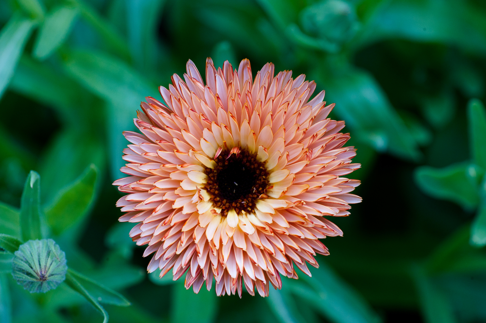 500 TRIANGLE FLASHBACK MARIGOLD Seeds (Calendula officinalis) | Free shipping