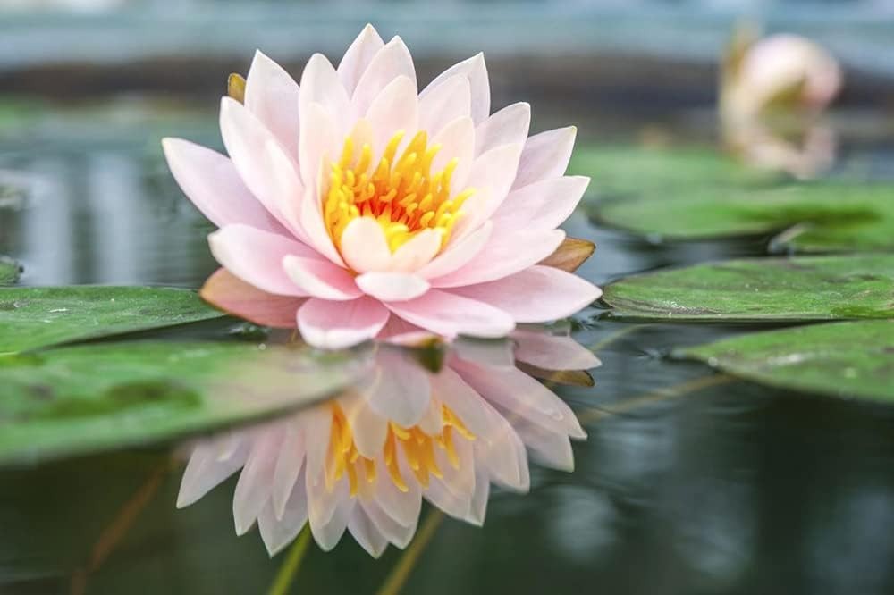 Transform Your Pond with 30PCS Non-GMO Bowl Lotus Seeds for Air Purification