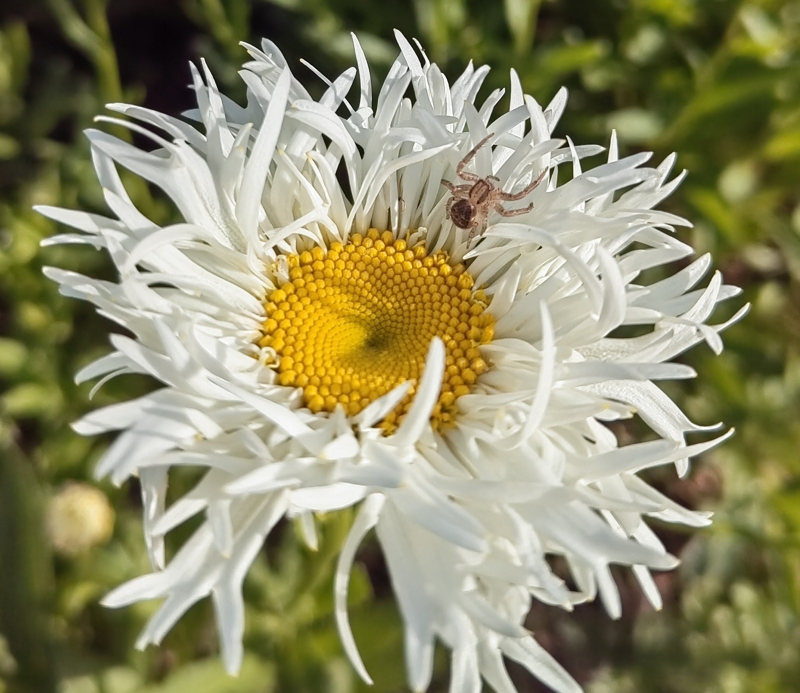 10 Pcs White Chrysanthemum Flower Seeds, White Mums China Aster for Planting