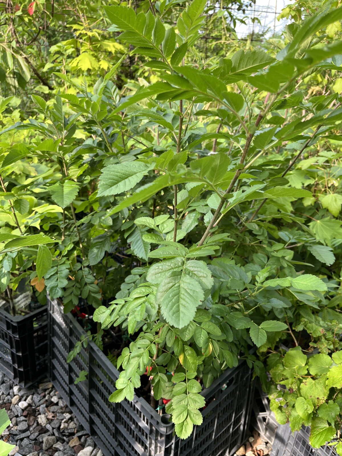 Ivan’s Belle (Granatnaya) Grafted Mountain Ash Hybrid 2-3 ft tall