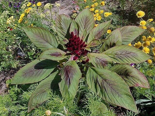 Amaranthus cruentus | Blood Amaranth | 100 Seeds