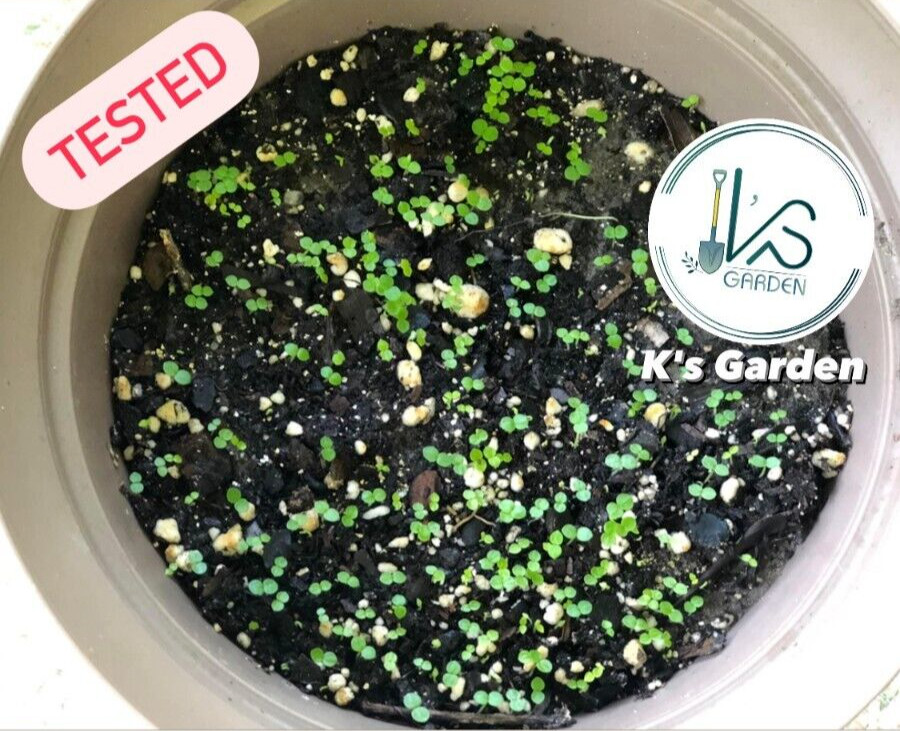 (500+ PCS) CRAB CLAW ,PEPEROMIA PELLUCIDA SEEDS, HẠT RAU CÀNG CUA