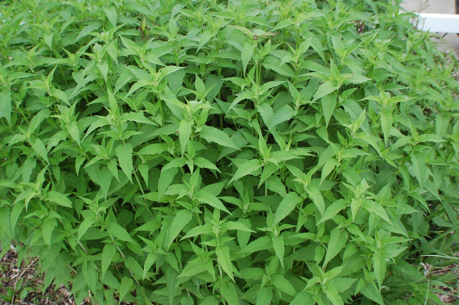 Wild Pink Bee Balm Seeds/Monarda fistulosa/1 gram +/Native US Plant/Medicinal/