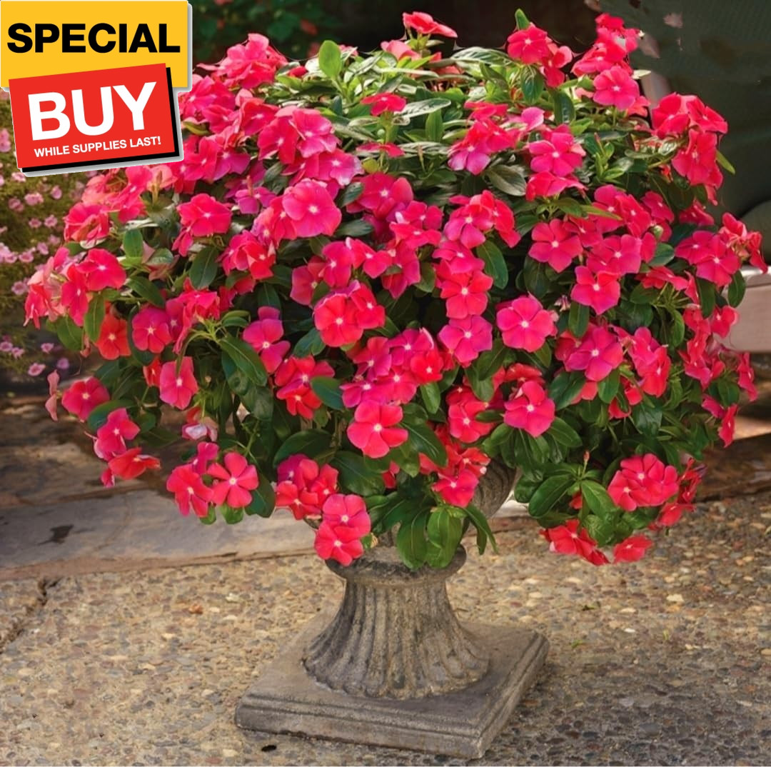 1200 Periwinkle Seeds Madagascar Mix Perennial Flowers – Catharanthus roseus Vin