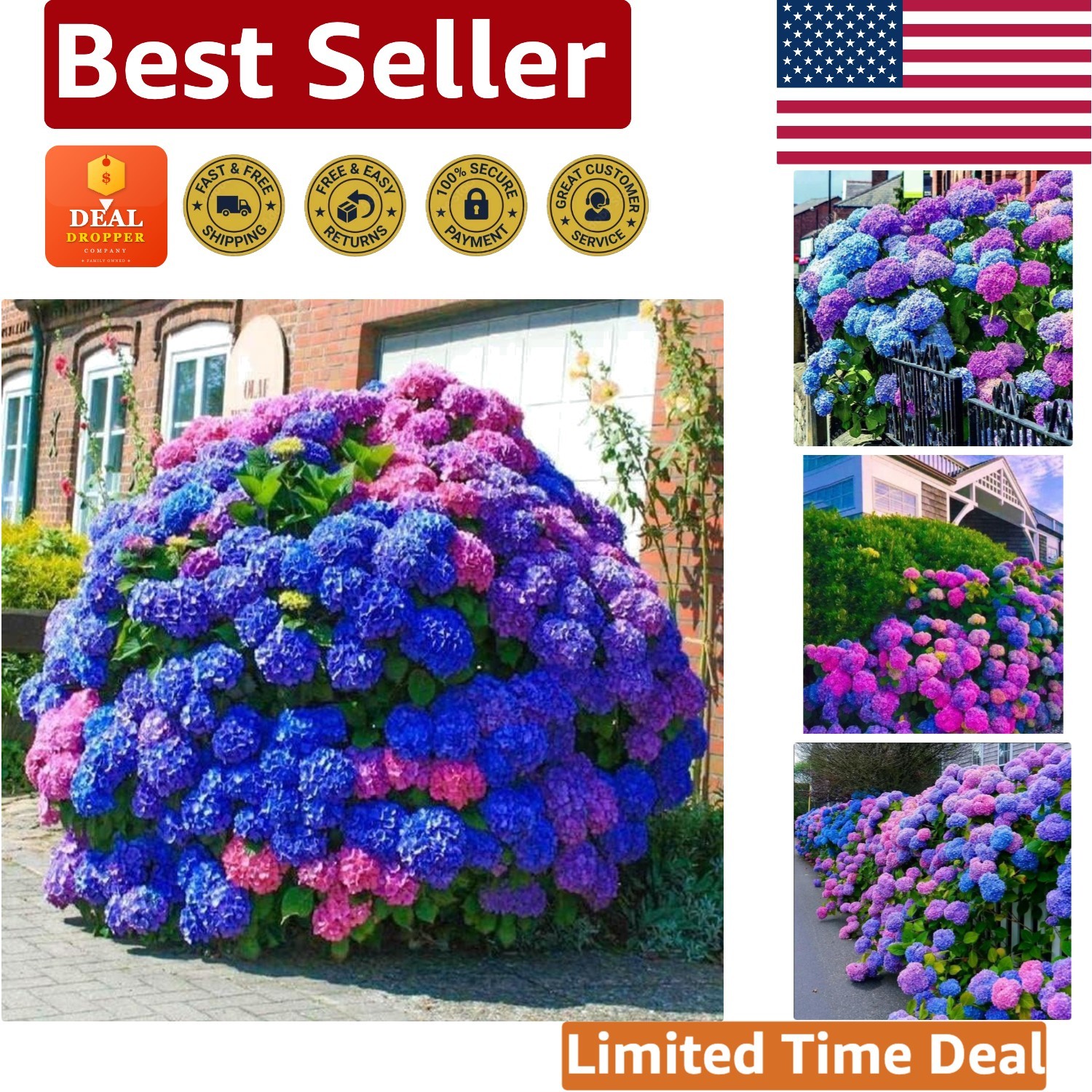 35pcs Hydrangea Seeds – Vibrant Blue Pink Purple Perennial Flowers for Gardens