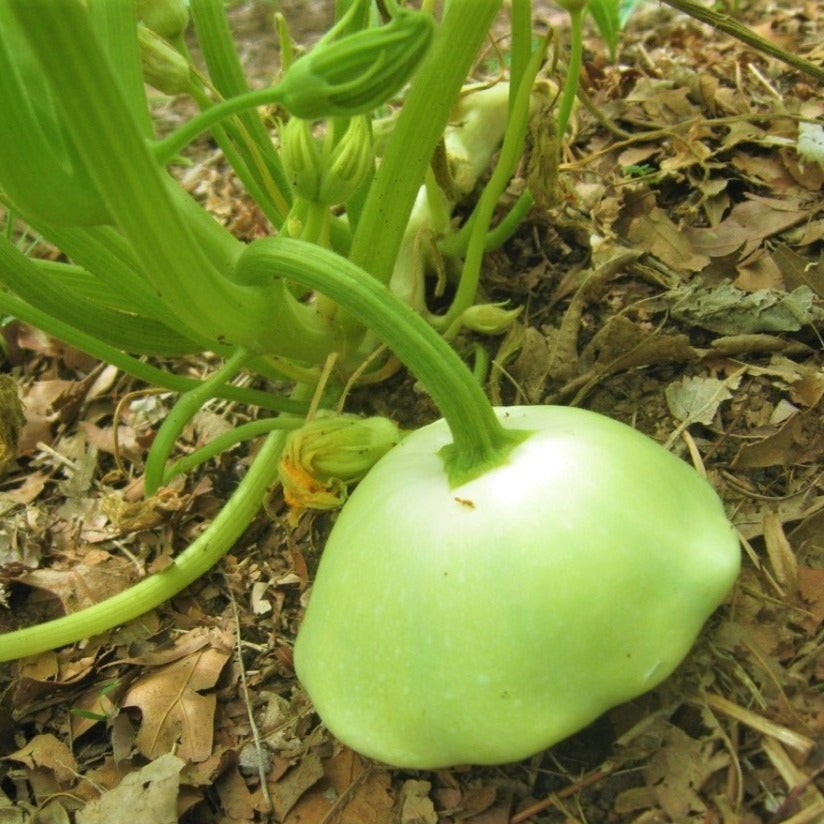 3 Colors Mix Patty Pan Seeds | Yellow, Green, White (Bush Scallop Squash) 2023