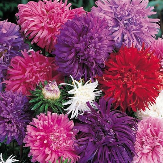 Aster OSTRICH FEATHER Cut Flowers Annual Attracts Pollinators Non-GMO 100 Seeds.