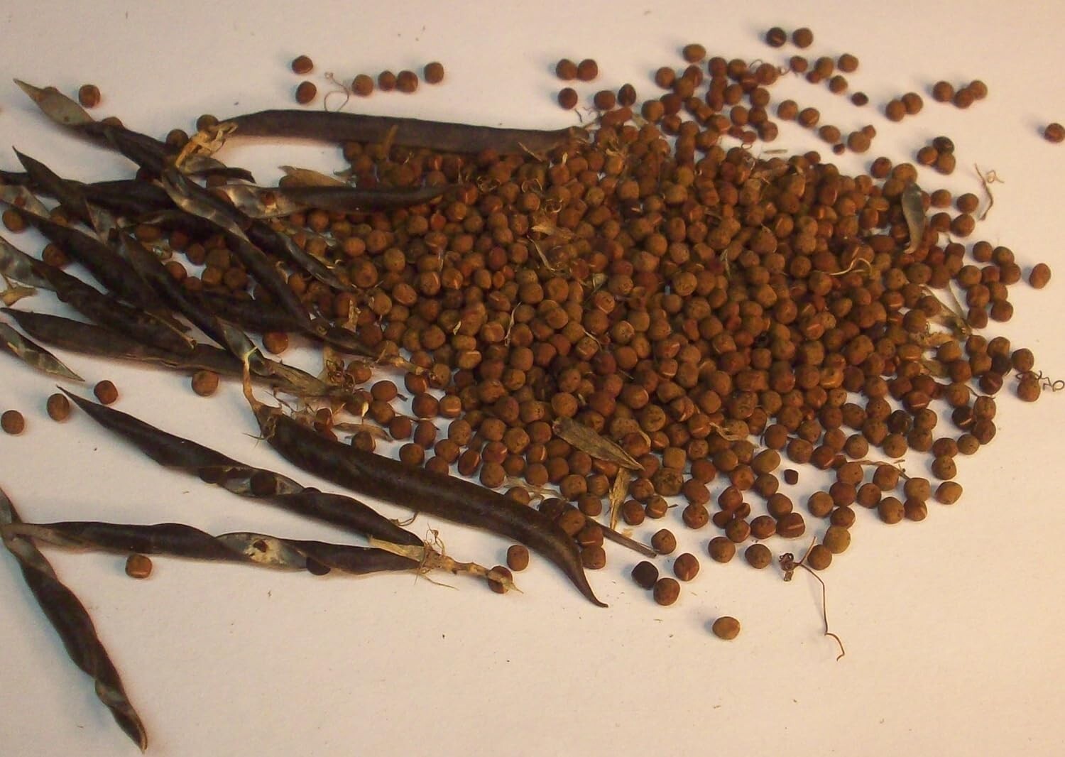Purple Vetch – 100 seeds – Vicia cracca