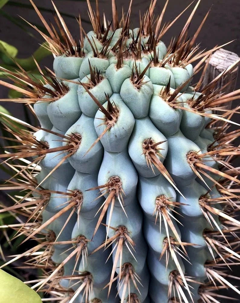 10 “BLUE CEREUS” CACTUS SEEDS (Browningia hertlingiana) RARE Tree Like Cacti