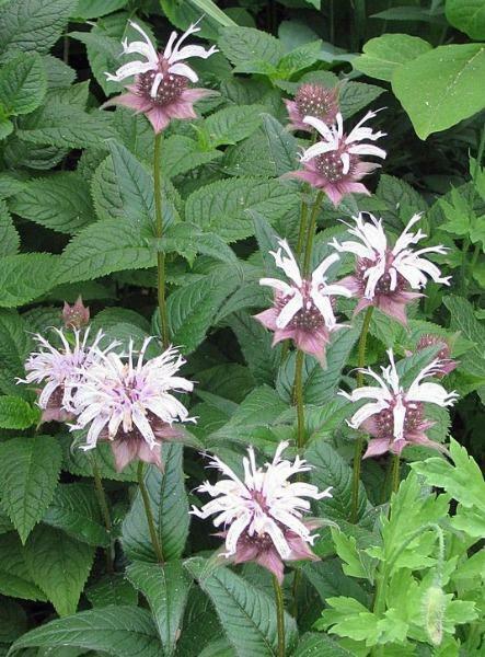 Monarda bradburiana | Horsemint | Bradbury’s Beebalm | 20 Seeds