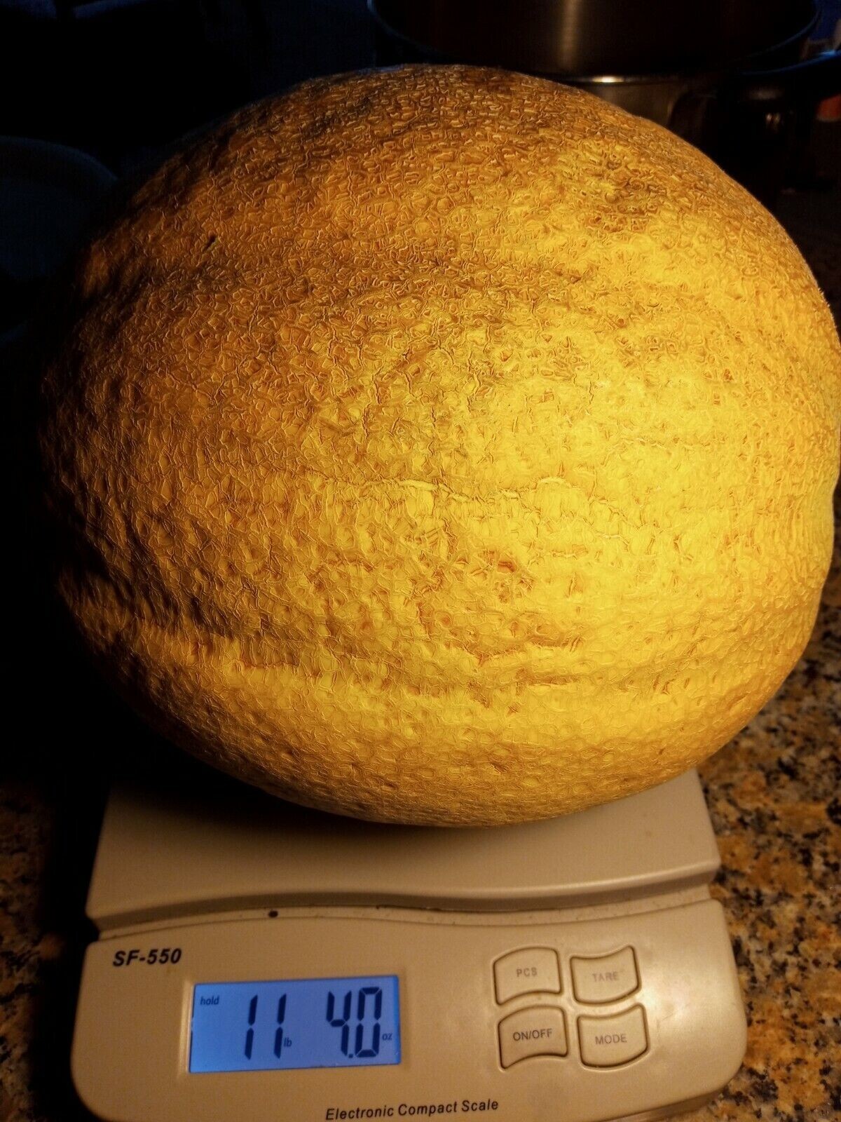 50+ Super Sweet Hales Best Jumbo Cantaloupe ORGANIC | Fresh Garden Seeds, 2024