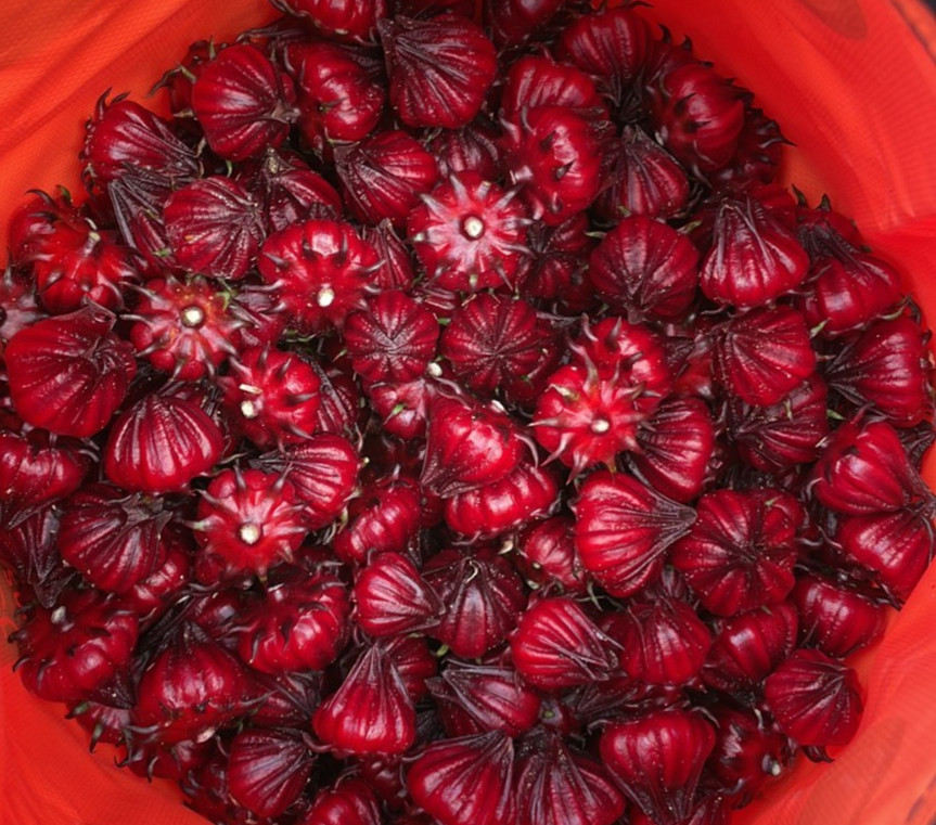20+ Seeds Roselle Hibiscus/ Jamaican Sorrel FL-Grown. Edible. Juicy Calyxes.