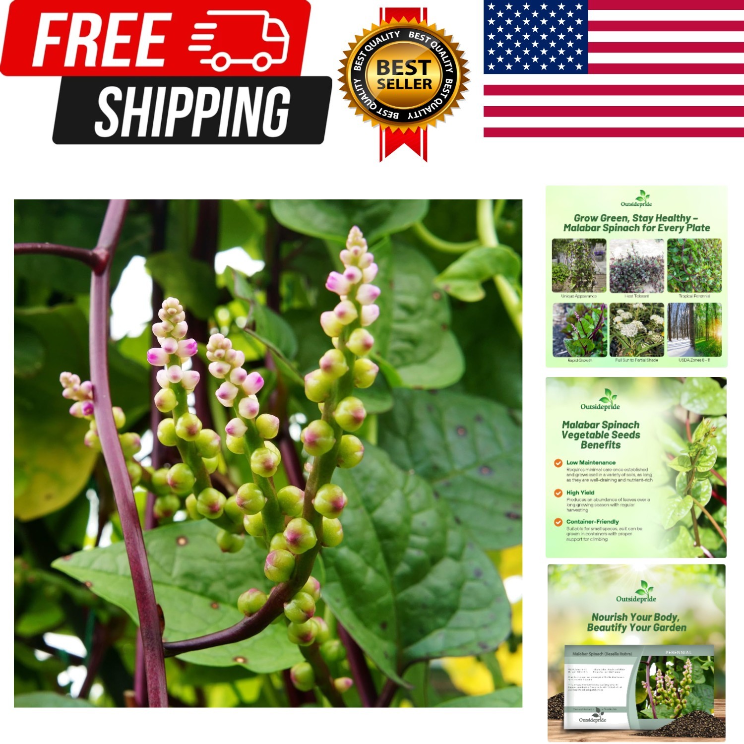 Basella Rubra Malabar Spinach Seeds – 100 Pcs. Perennial, Humid & Heat-Tolera…
