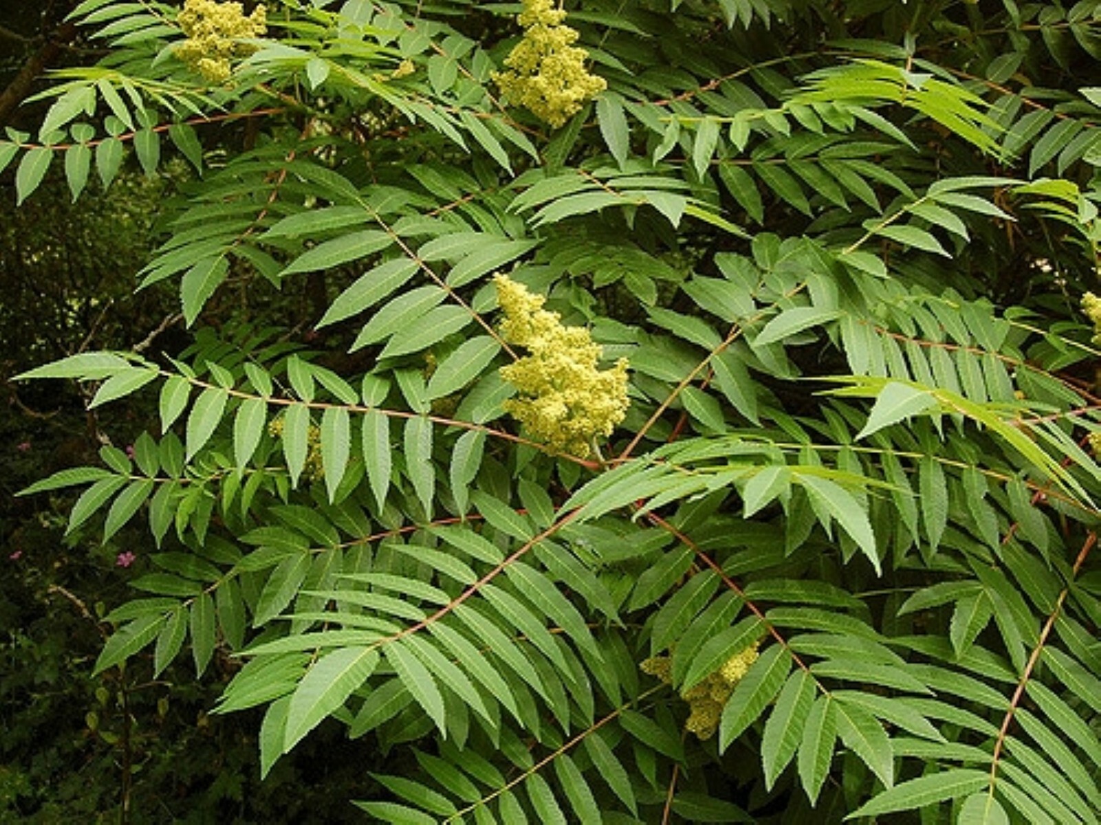 Smooth sumac (Rhus glabra) 1-2 year old plant, well rooted