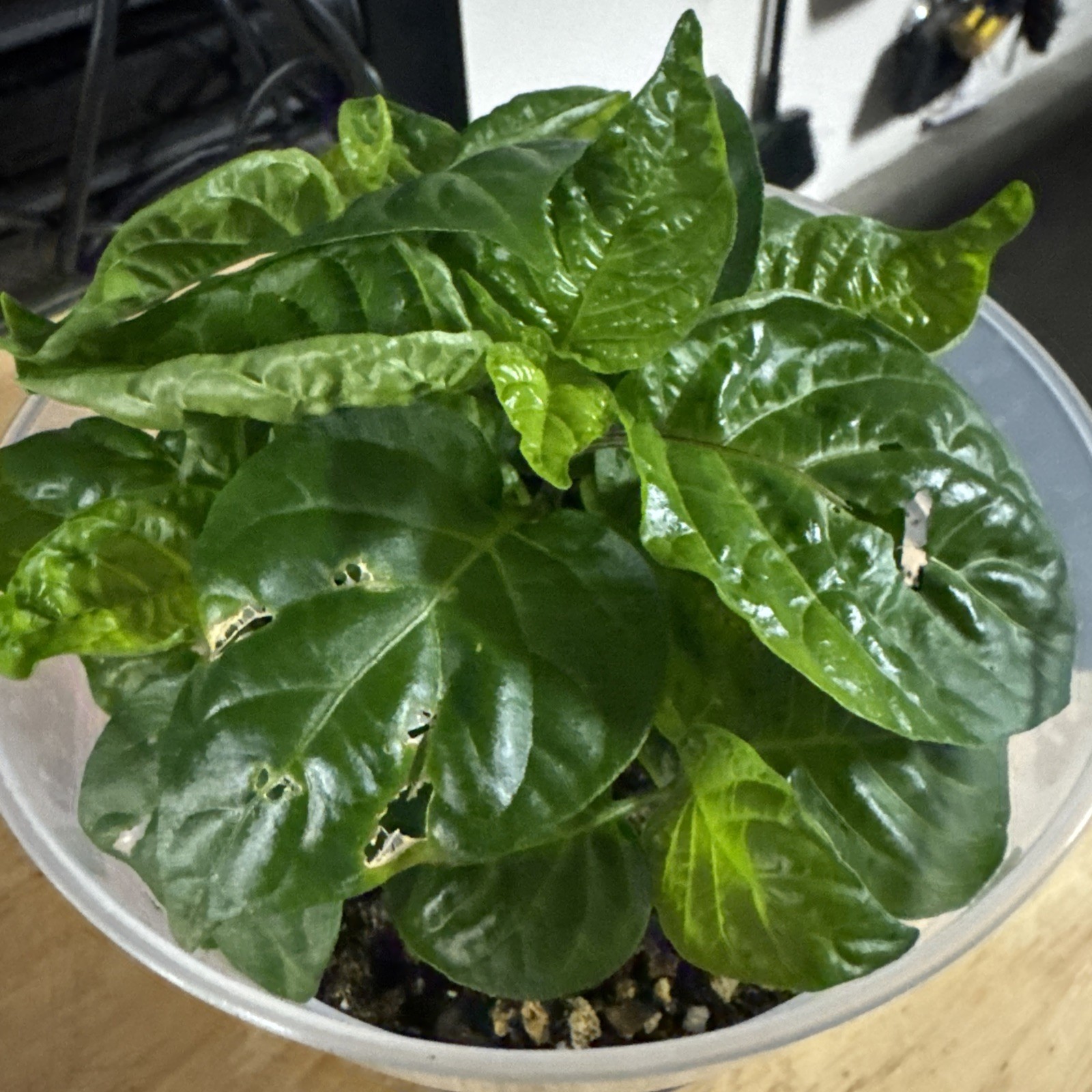 5 Peach Starkist Pepper Plants!! Healthy And Rooted!! Ready To Ship!!