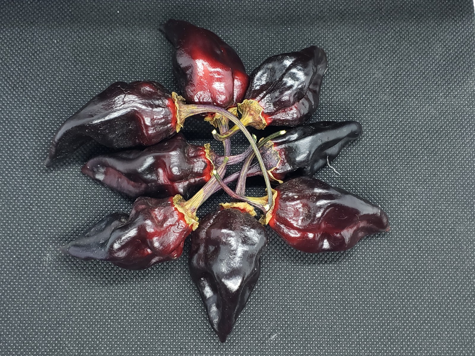 7 Pot Purple Bubblegum Super Hot Pepper Seeds! Black 7BBG Dark Foliage -Tracking