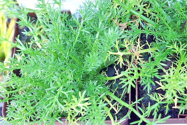 ROMAN CHAMOMILE 100 SEEDS, HERB, SLEEP, CALMING, HEALING, CHAMAEMELUM NOBILE