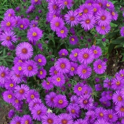 Wildflower Mix NATIVE ALL PERENNIAL Butterflies BEES Heirloom Non-GMO 500 Seeds!