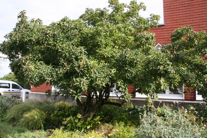 Showy Medlar, Mespilus germanica, Tree Seeds (Edible, Fall Color, Hardy)