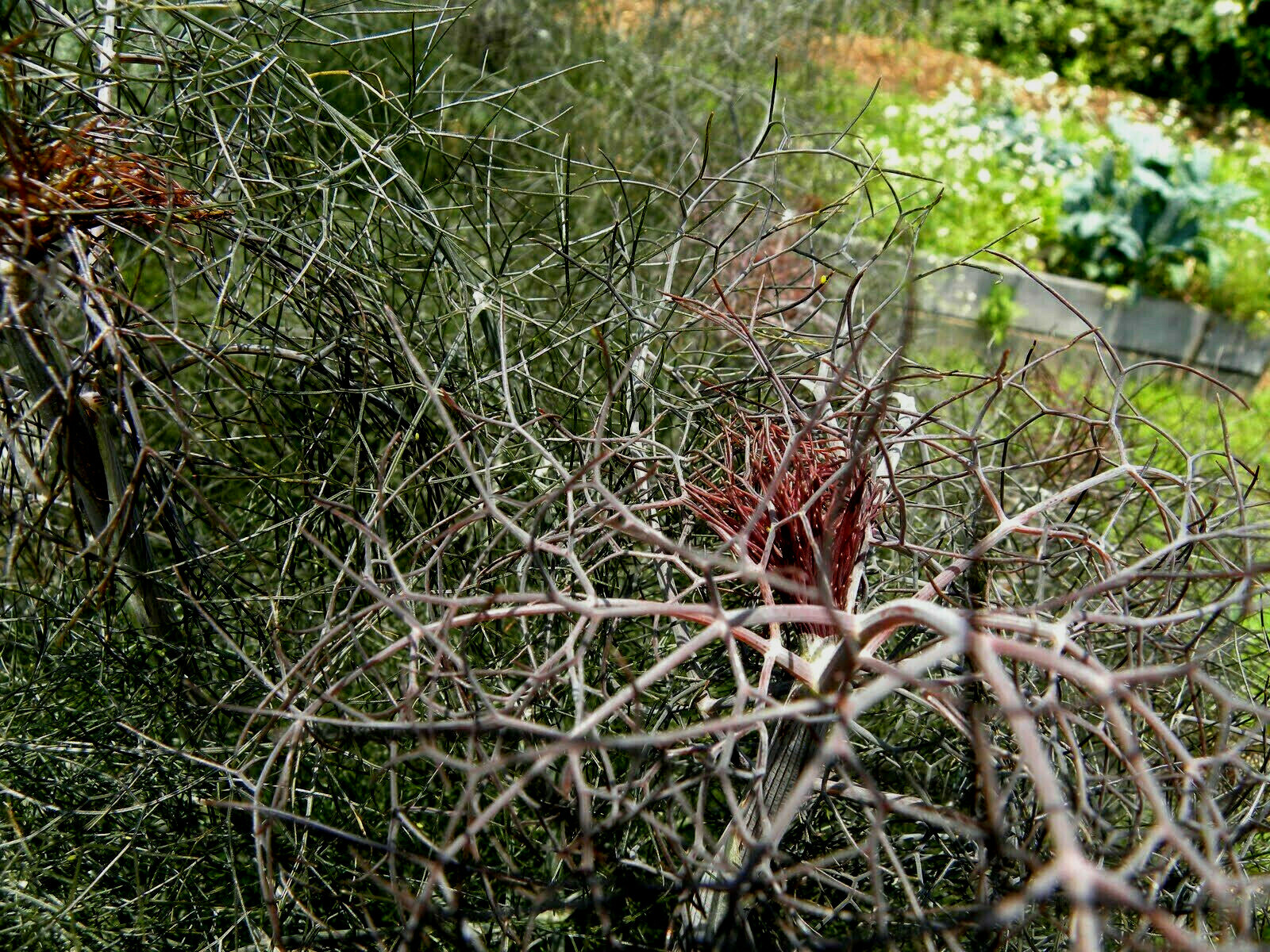 BRONZE FENNEL 100 SEEDS, DARK-PURPLE, FERN-LIKE FOLIAGE, LICORICE FLAVER, HERB