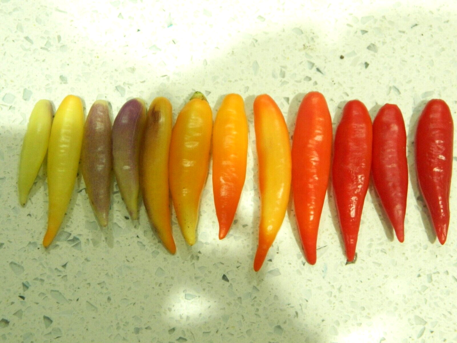 RARE✿ Heirloom Omnicolor Hot Pepper 15+ Seeds ●Colorful Pods