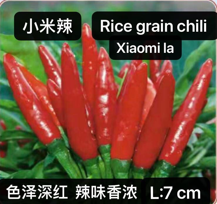 30+Rice grain chili Xiaomi La hot Chili pepper seeds 30多粒小米辣种子 2023年新种子