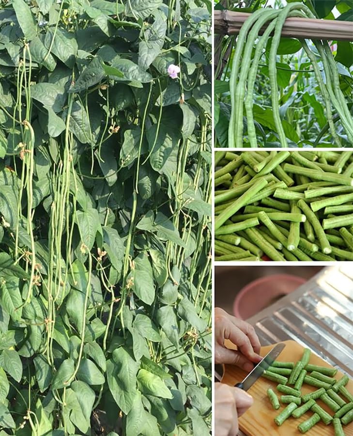 25+ Mixed Yard Long Bean Seeds Green or Purple Red Asian Chinese Long Bean Ve…