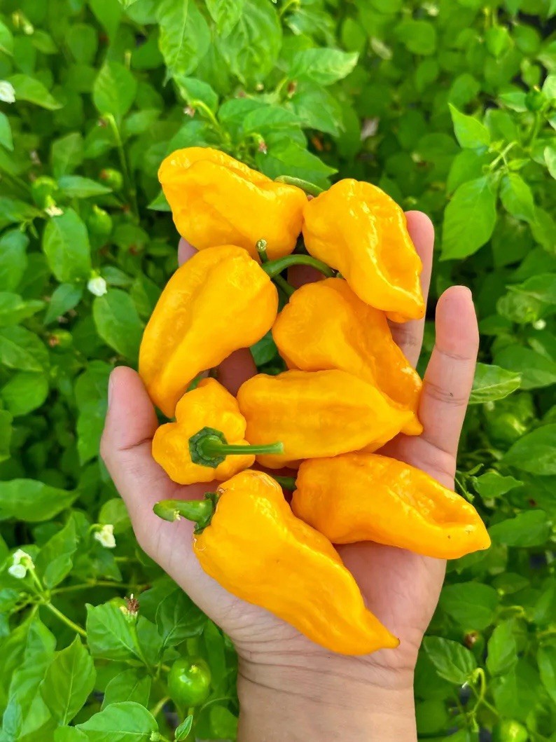 Lucifer Lemon Pepper Seeds