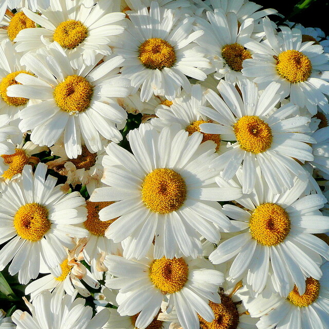 Shasta Daisy Seeds | Non-GMO | 200 – 4,000 Seeds | Free Shipping | 1178