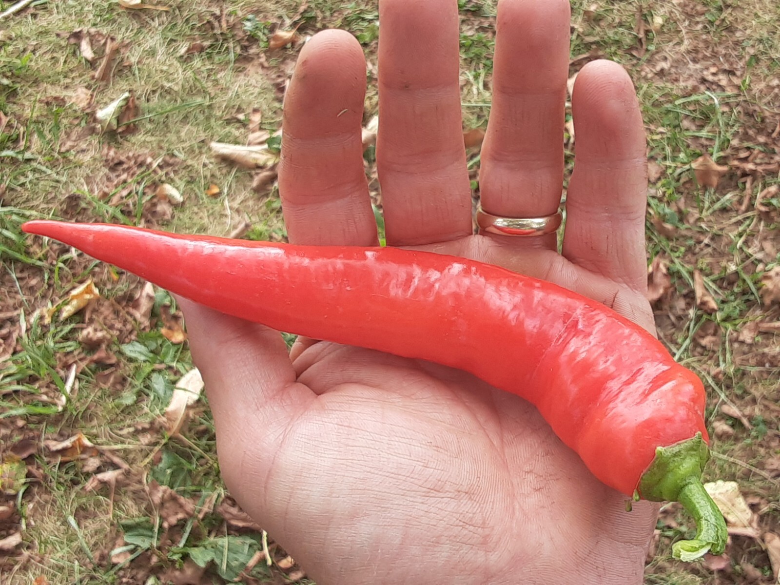 “Motown Magic” Hot Chili Pepper Seeds x30 MIX – Michigan Grown! Organic, Non-GMO