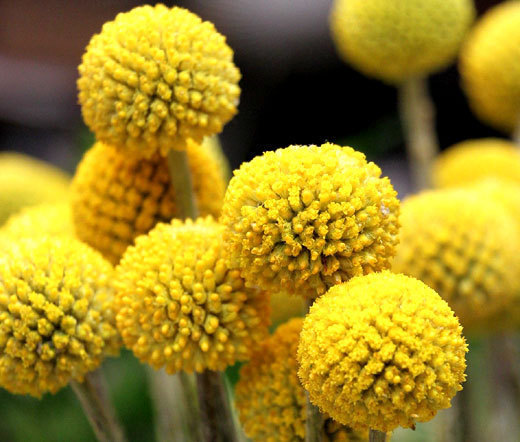 CRASPEDIA BILLY BUTTONS Craspedia Globosa – 250 Bulk Seeds